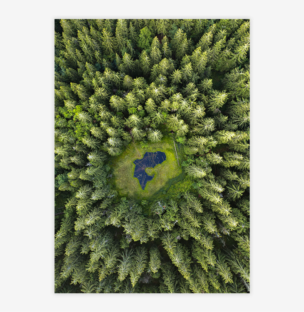 Quadro Floresta de Pinheiros - Vertical